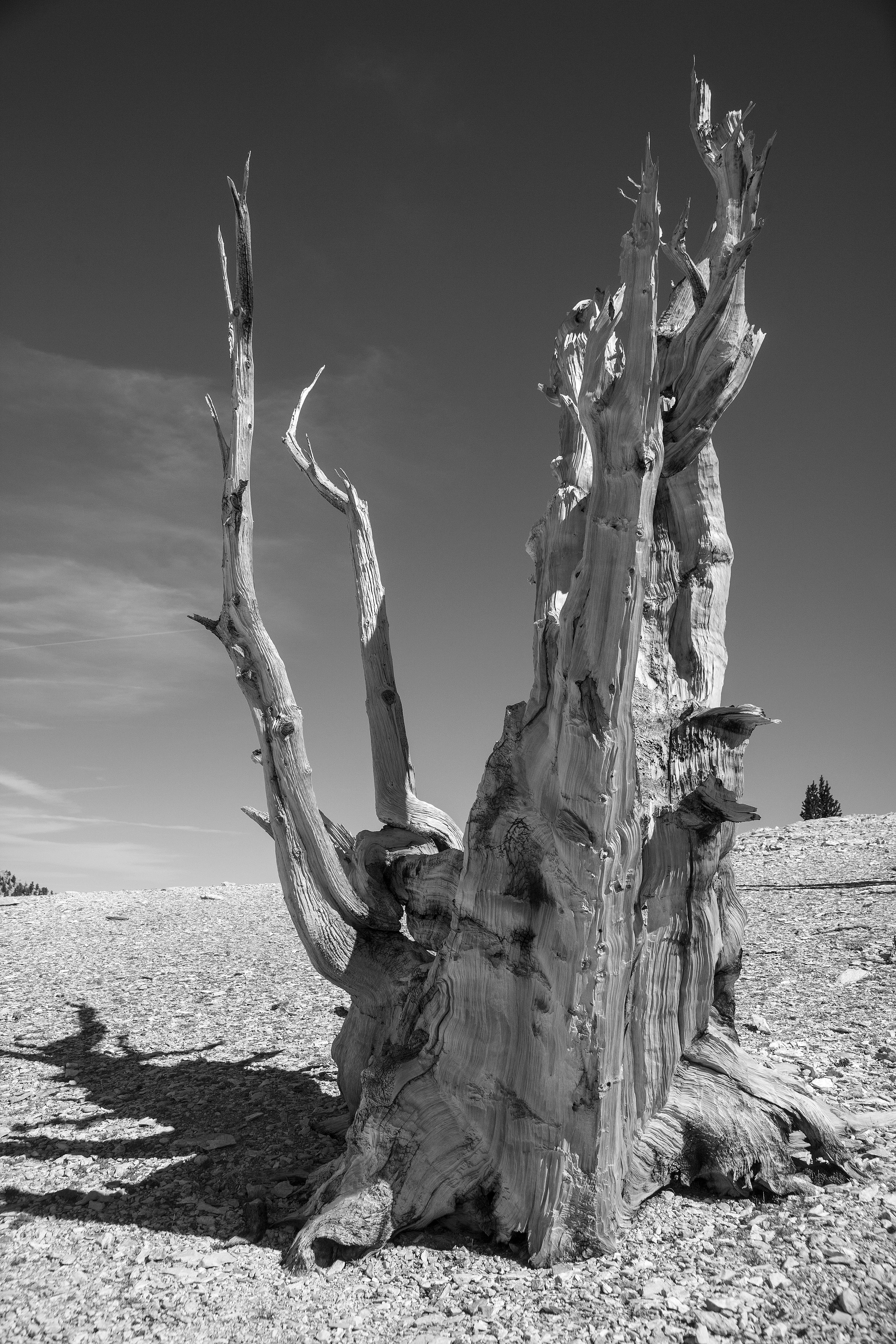https://0201.nccdn.net/1_2/000/000/0fe/1fe/bristlecone-solitare.jpg