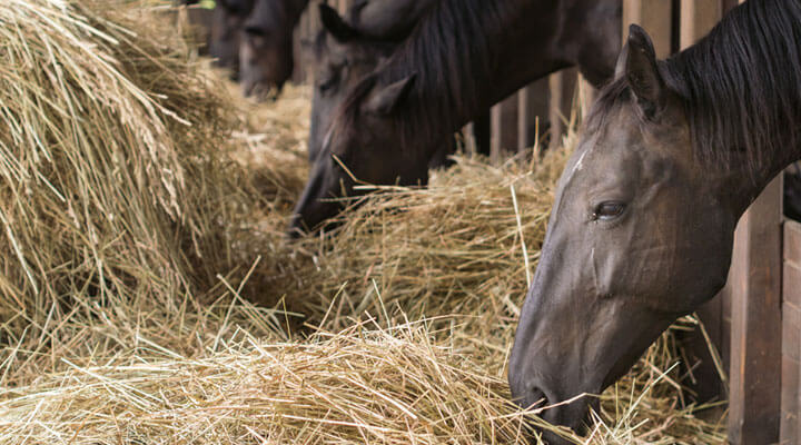 Alimentos Nutrialba - ALIMENTO PARA CABALLOS