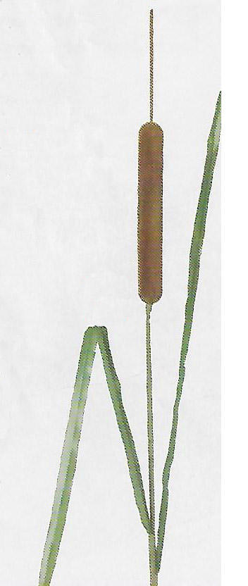 Natural Cattail Stem - Item # DHTC18979
29" tall. Packed 12.