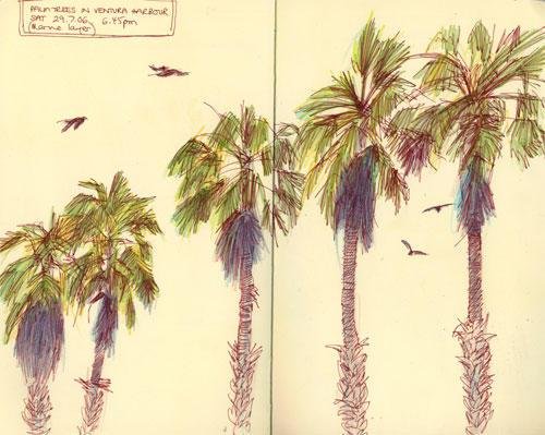 Ventura Palm Trees