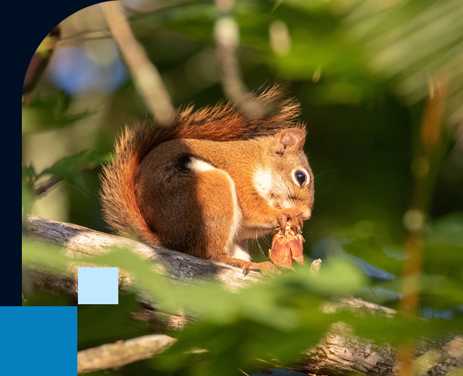 American Red Squirrel Pennsylvania