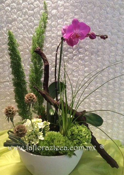 LFA-OT014 Orquídeas Phanelopsis
Precio $2,270