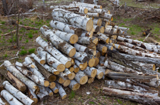 Stabel of Chopped Birch Wood Stabel of Chopped Birch Wood