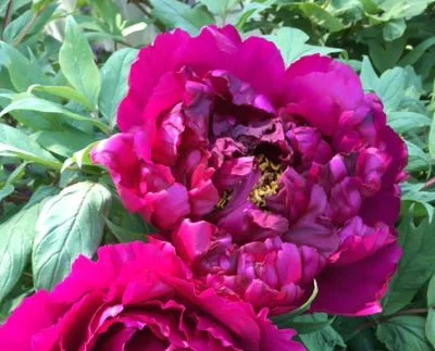 A gorgeous tree peony in full flower in Victoria's garden.