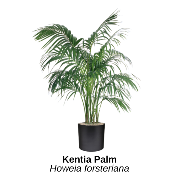 https://0201.nccdn.net/1_2/000/000/101/006/kentia-palm.png