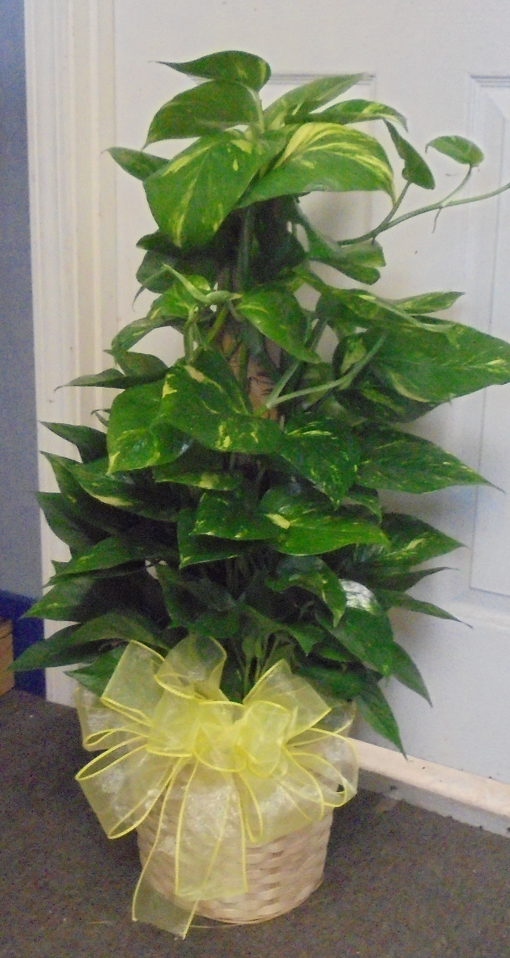 (21) "Totem Pole" Plant
$80.00