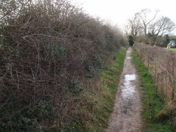 Hedge Cutting - Cambridgeshire