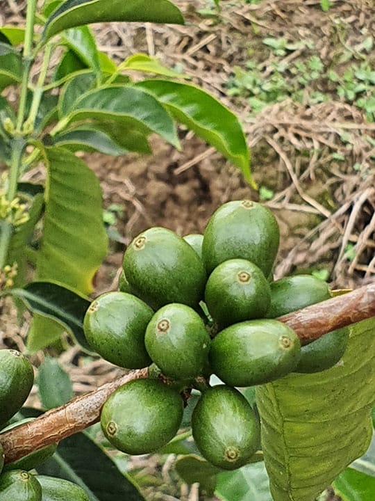 Don Nacho Productos de Mi Campo - Café artesanal