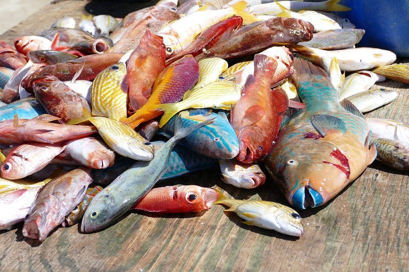 Colourful Fish