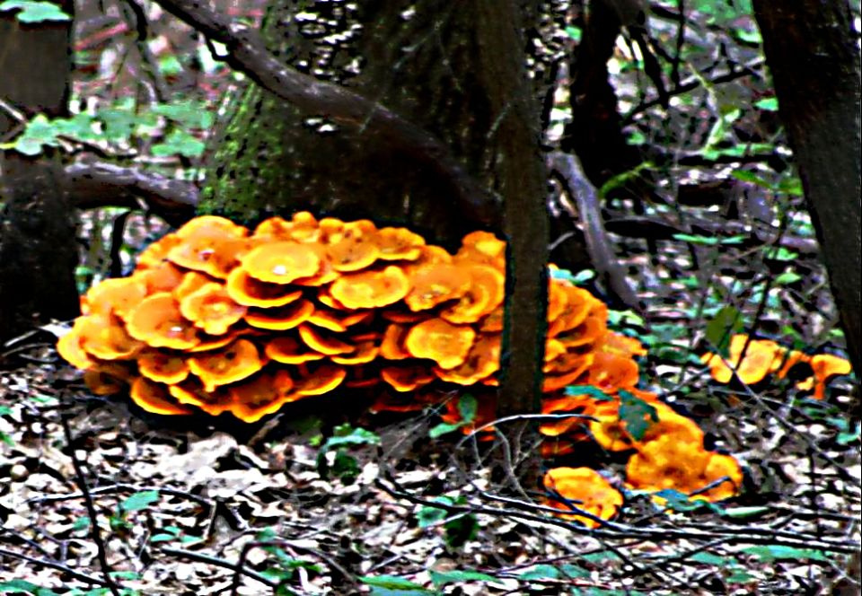 https://0201.nccdn.net/1_2/000/000/101/e0f/Fungi---35--960x664.jpg