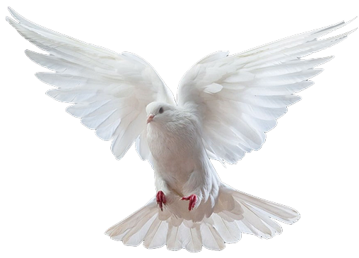 White Dove Flying