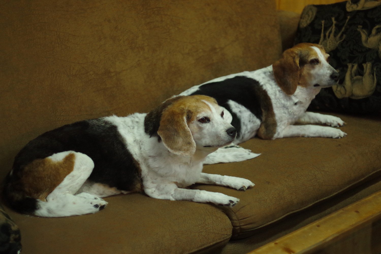 Two beagles done for the same family