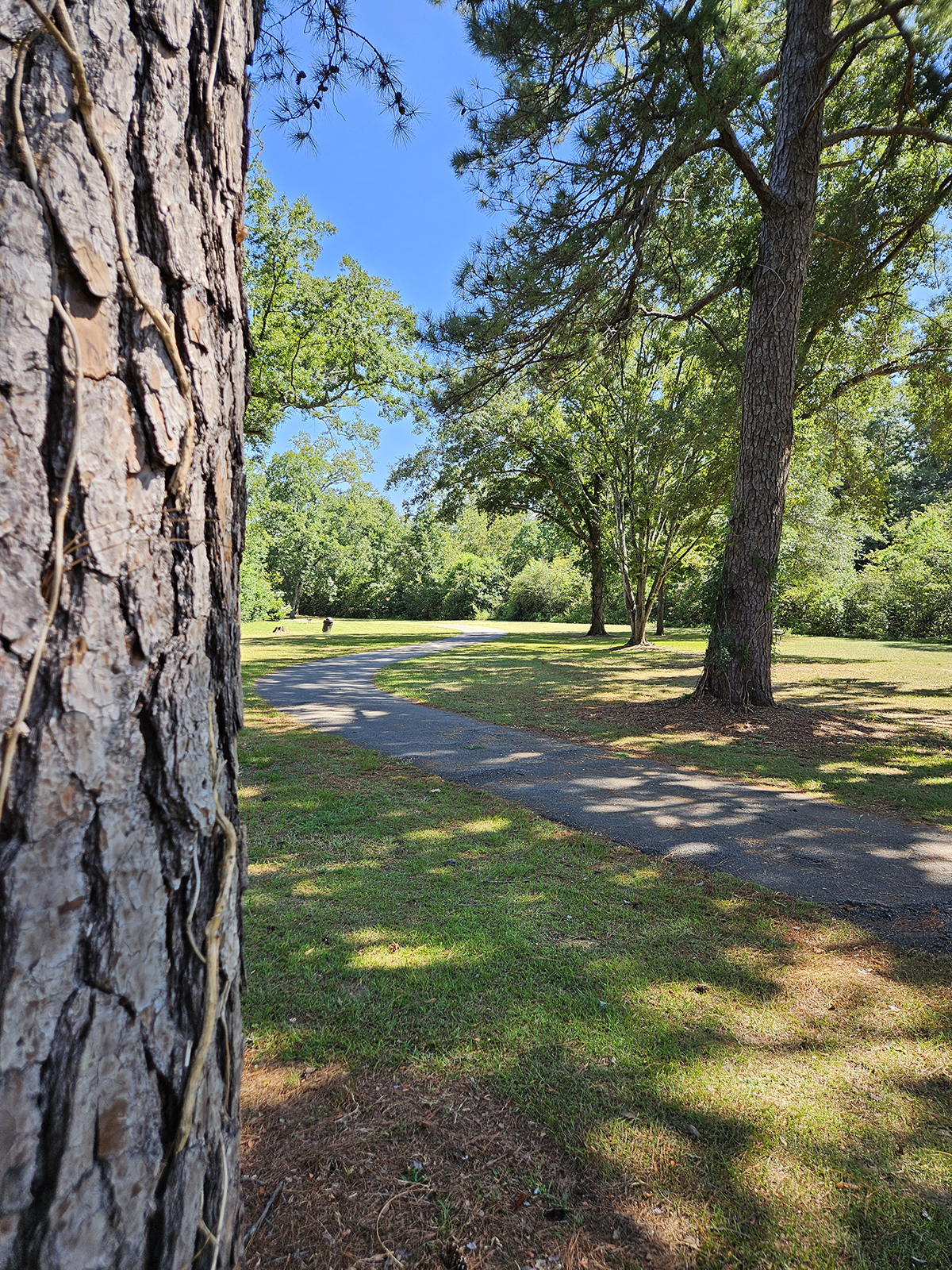 A tree next to a path