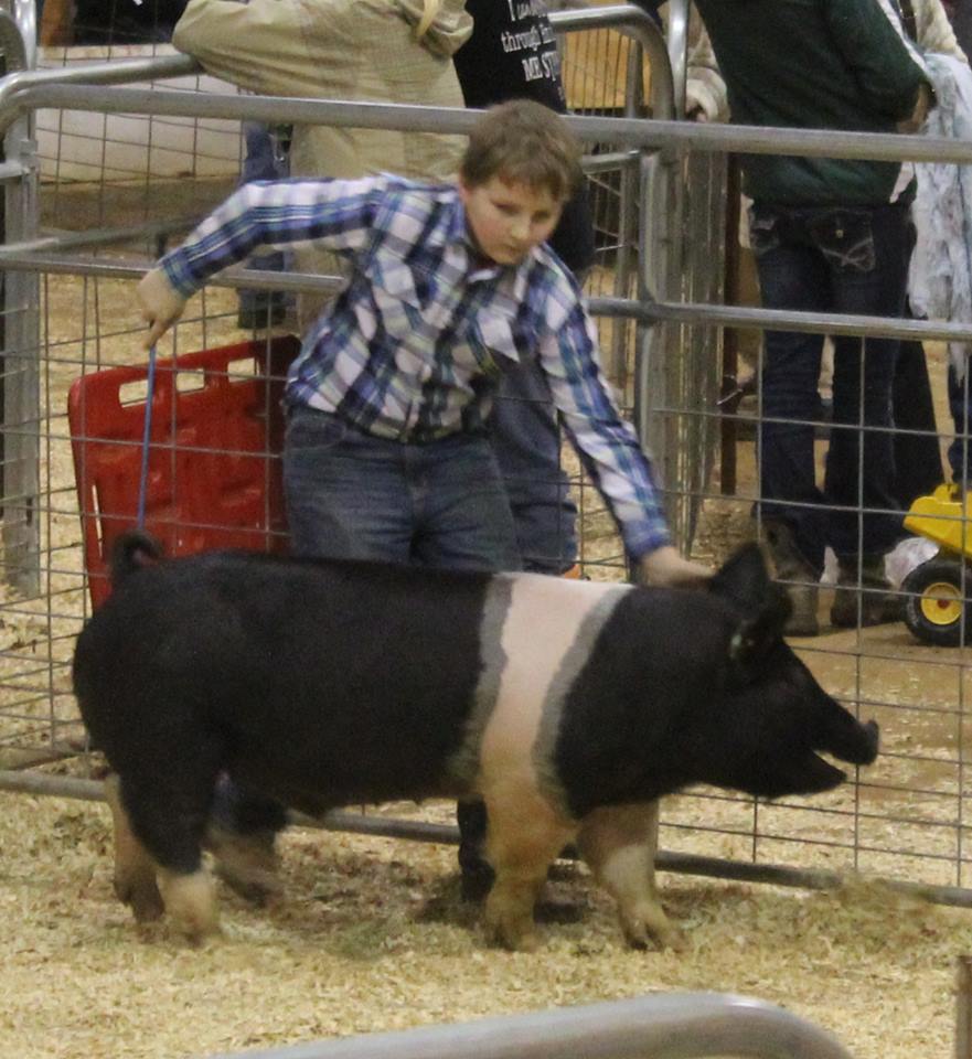 Breyer Bow
Class Winner
2016 TN State Market Hog Show
