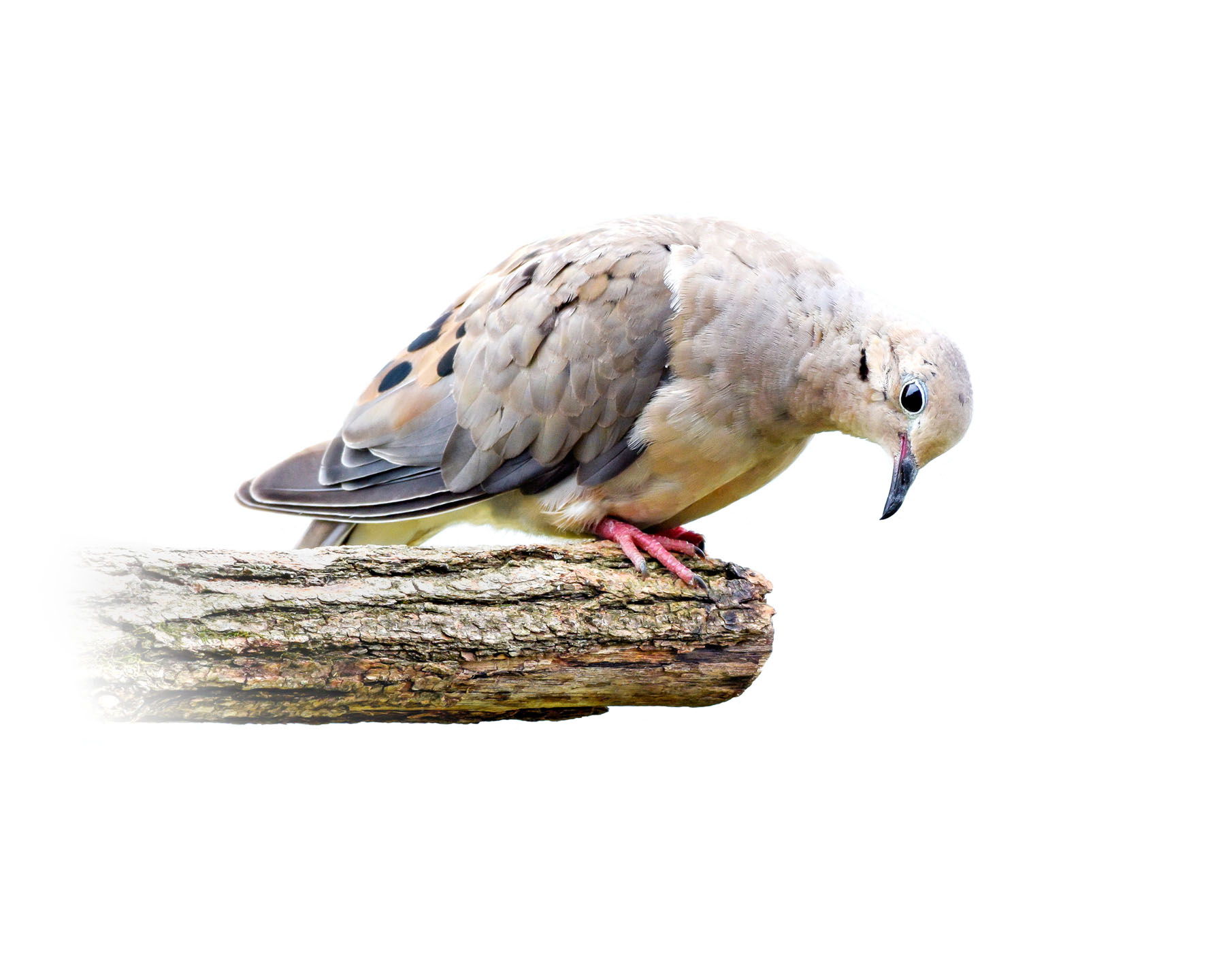 Mourning Dove 2