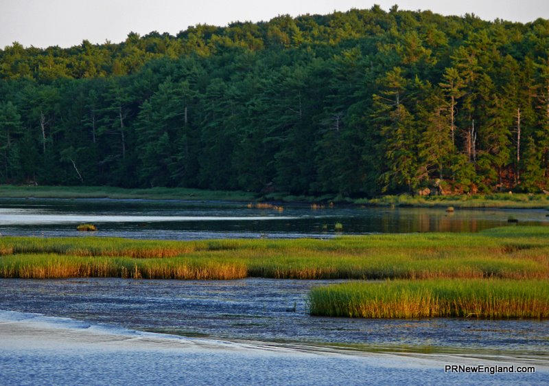 Seagrass at Sunset