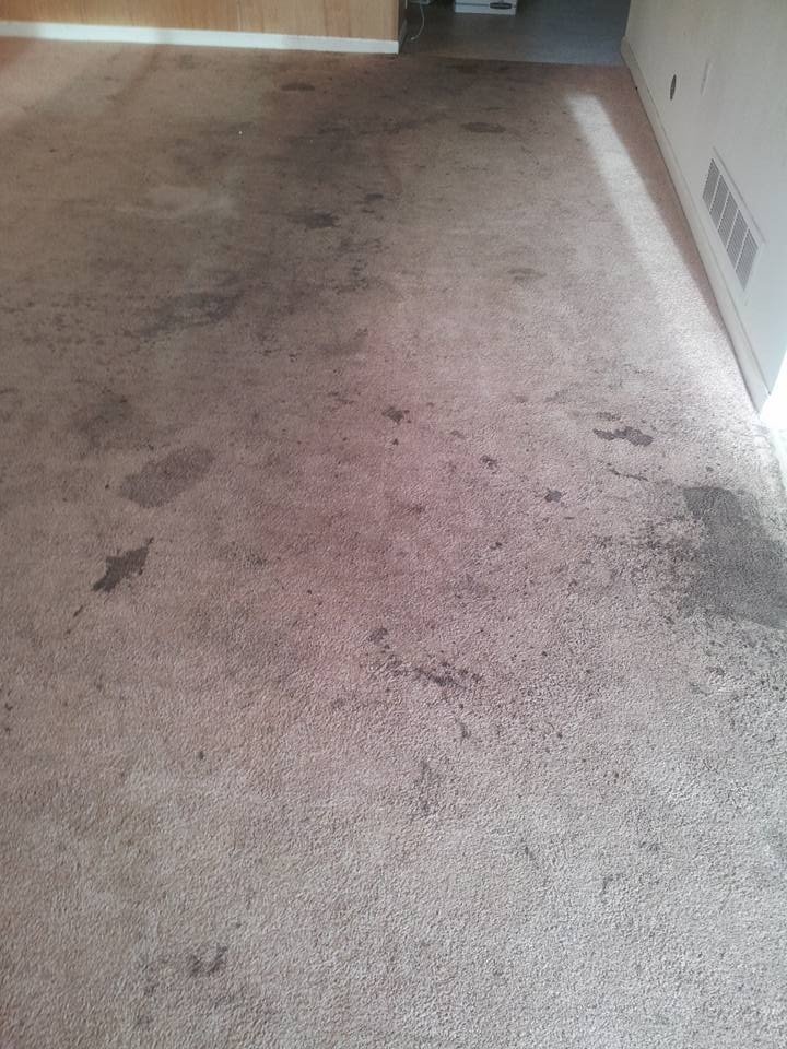 Carpet (Before) 3