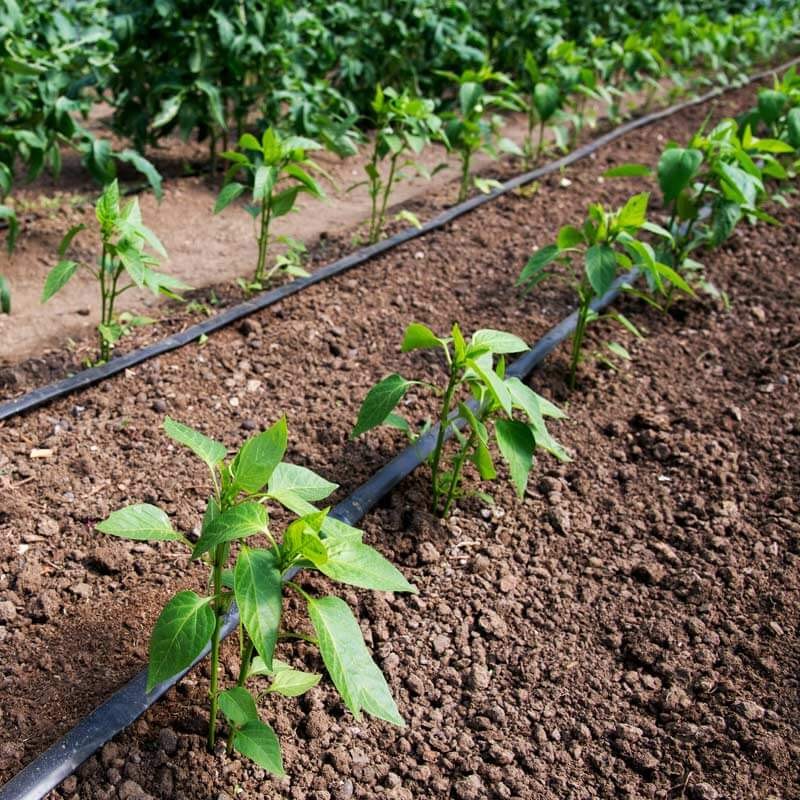 Sistema de riego por goteo en cultivo de plantas jóvenes en huerto