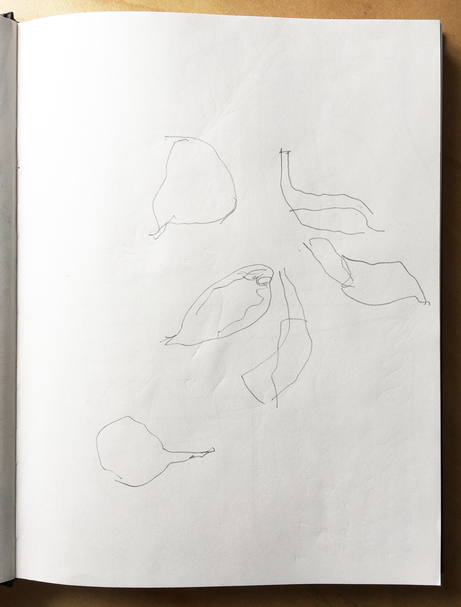 A sketchbook page with a minimalist pencil outline drawing of flower petals.