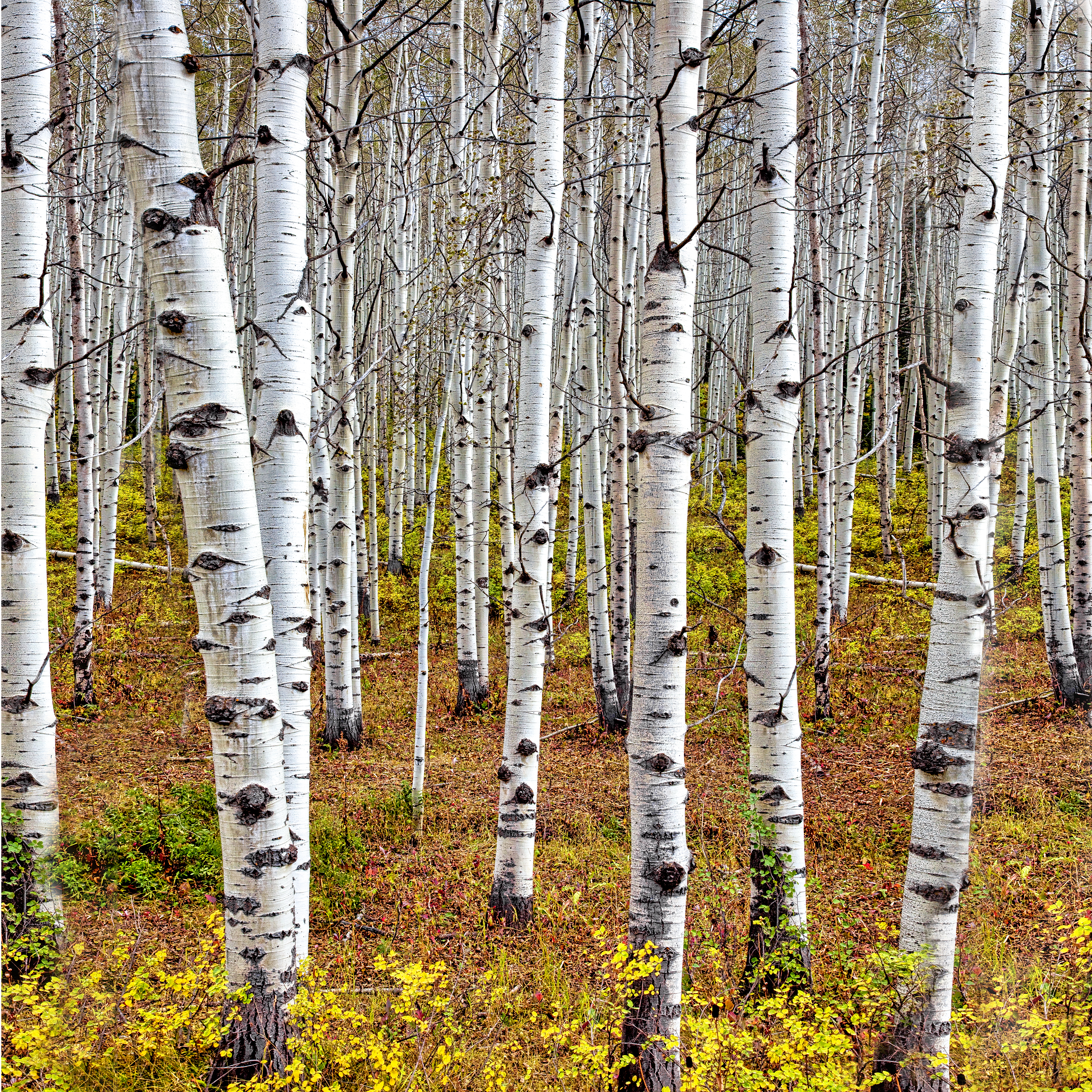 ASPEN TRUNKS - A favorit shot of many landscape photographers. I have tried several myself. I like this one,. but I am still looking.