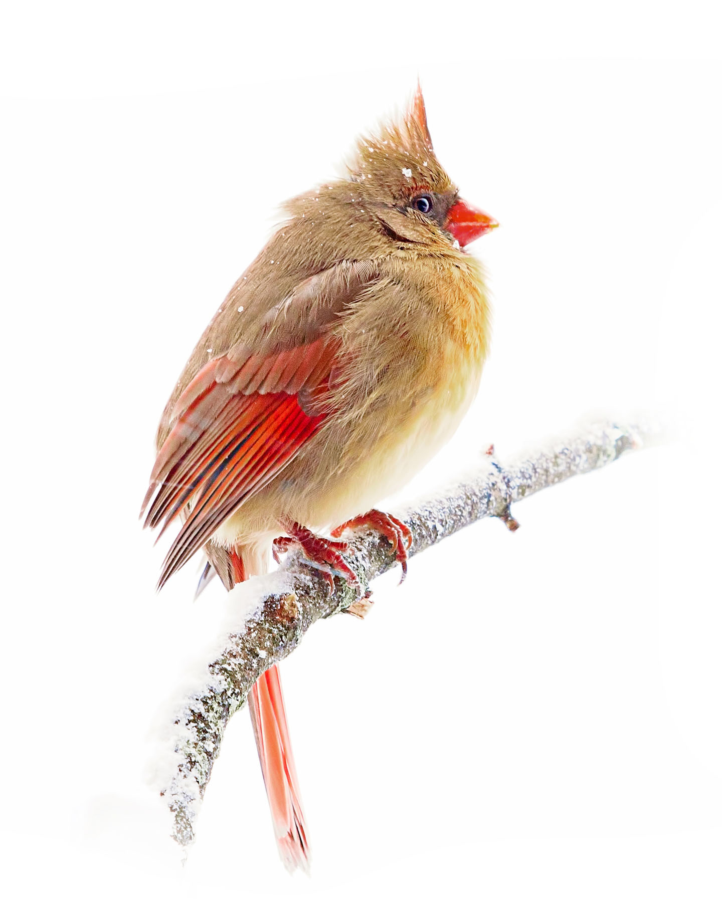 Northern Cardinal female 3