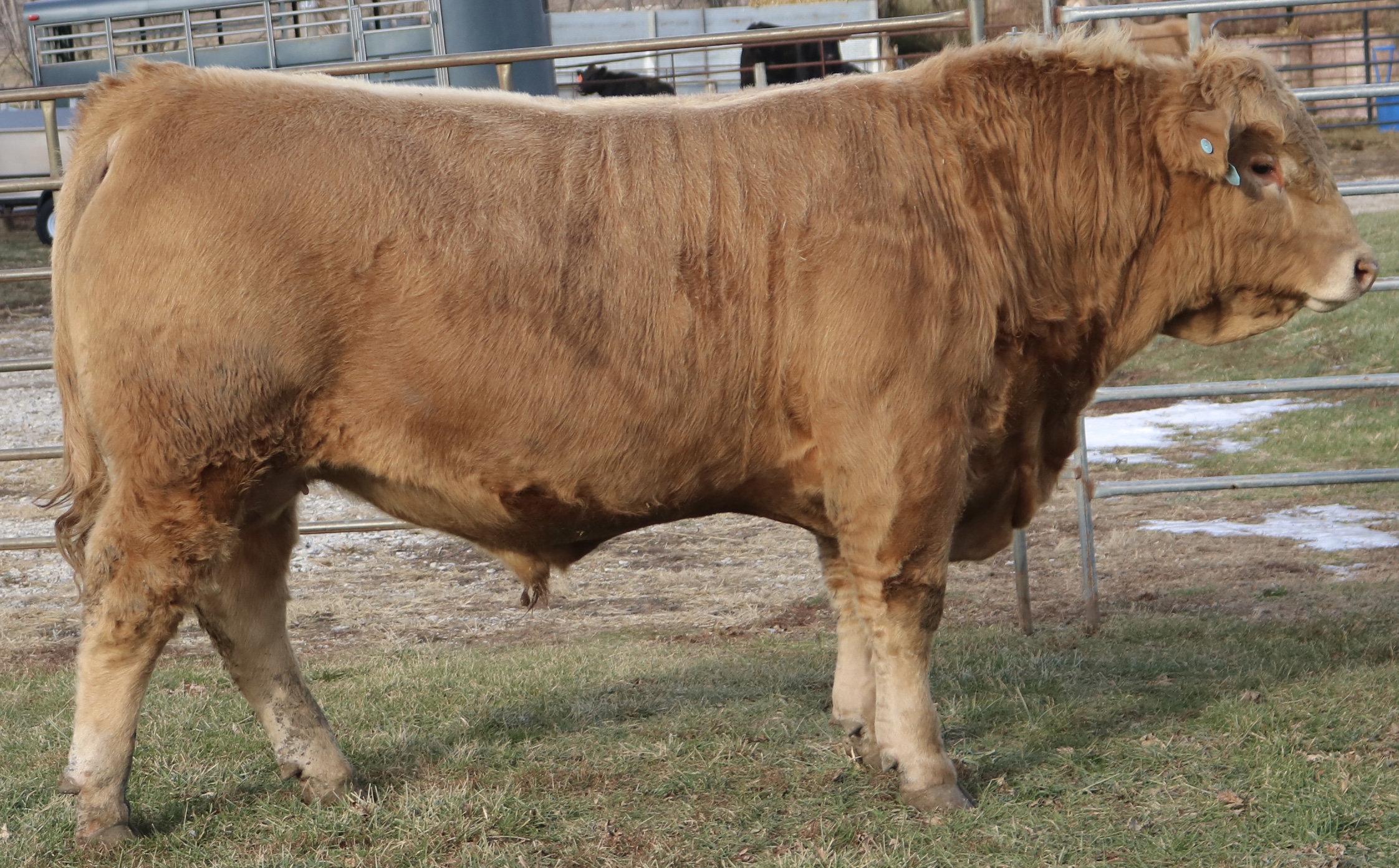 1/2 Char: SAM x XBred Char - DOB: 9/18/24 - BW: 87#