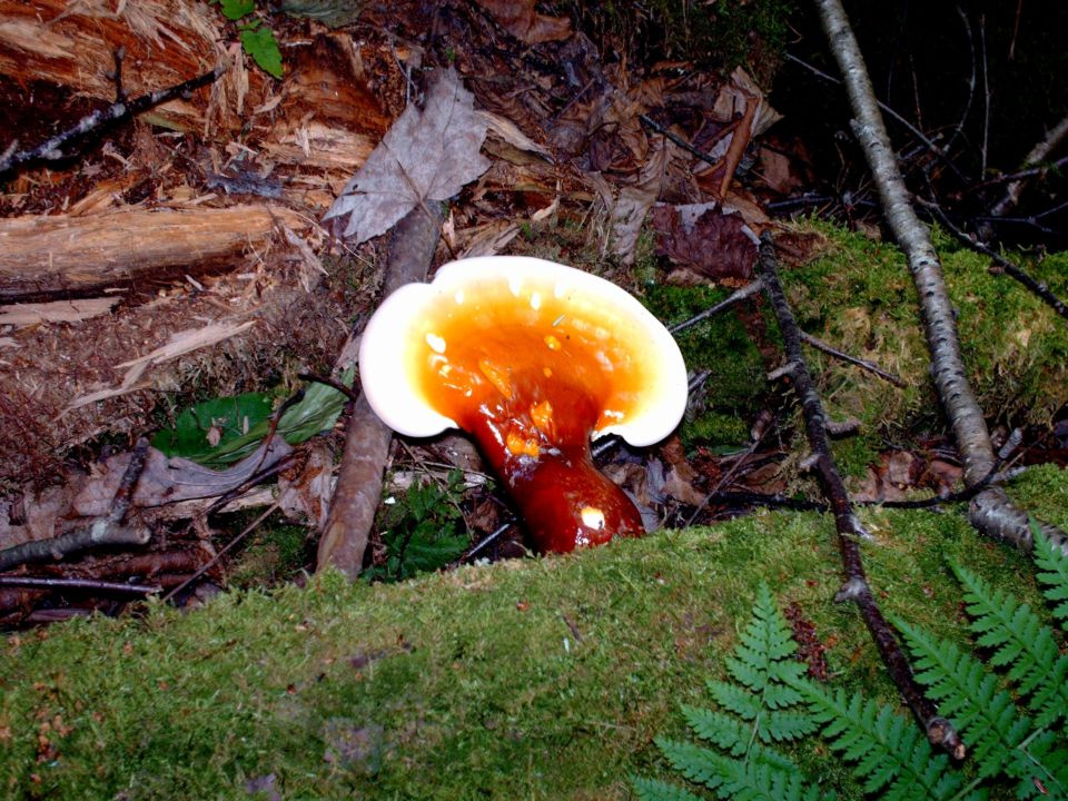 https://0201.nccdn.net/1_2/000/000/104/fb2/Fungi---2--960x720.jpg