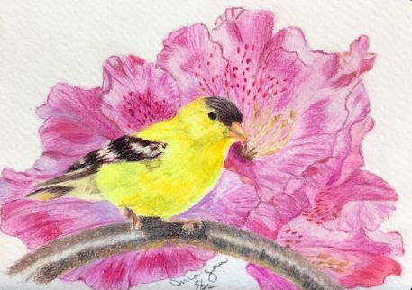 State Bird/Flower
WA: Goldfinch/Rhododenron
4X6 Coldpress Watercolor Paper
