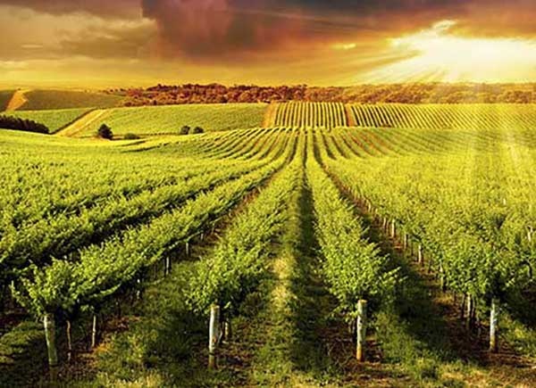 EJIDO EL RICON - atención al campesino