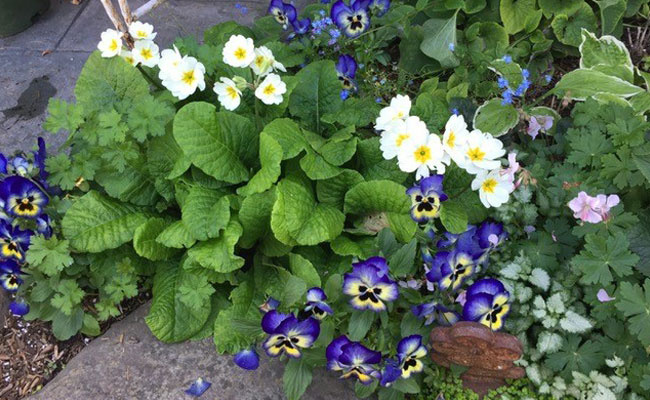 White and Blue Flowers
