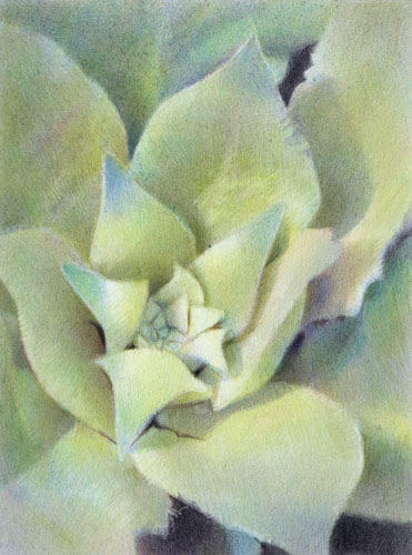 Triangulation
Selected for the Society of Botanical Artists Annual Exhibition 2011 (Westminster)