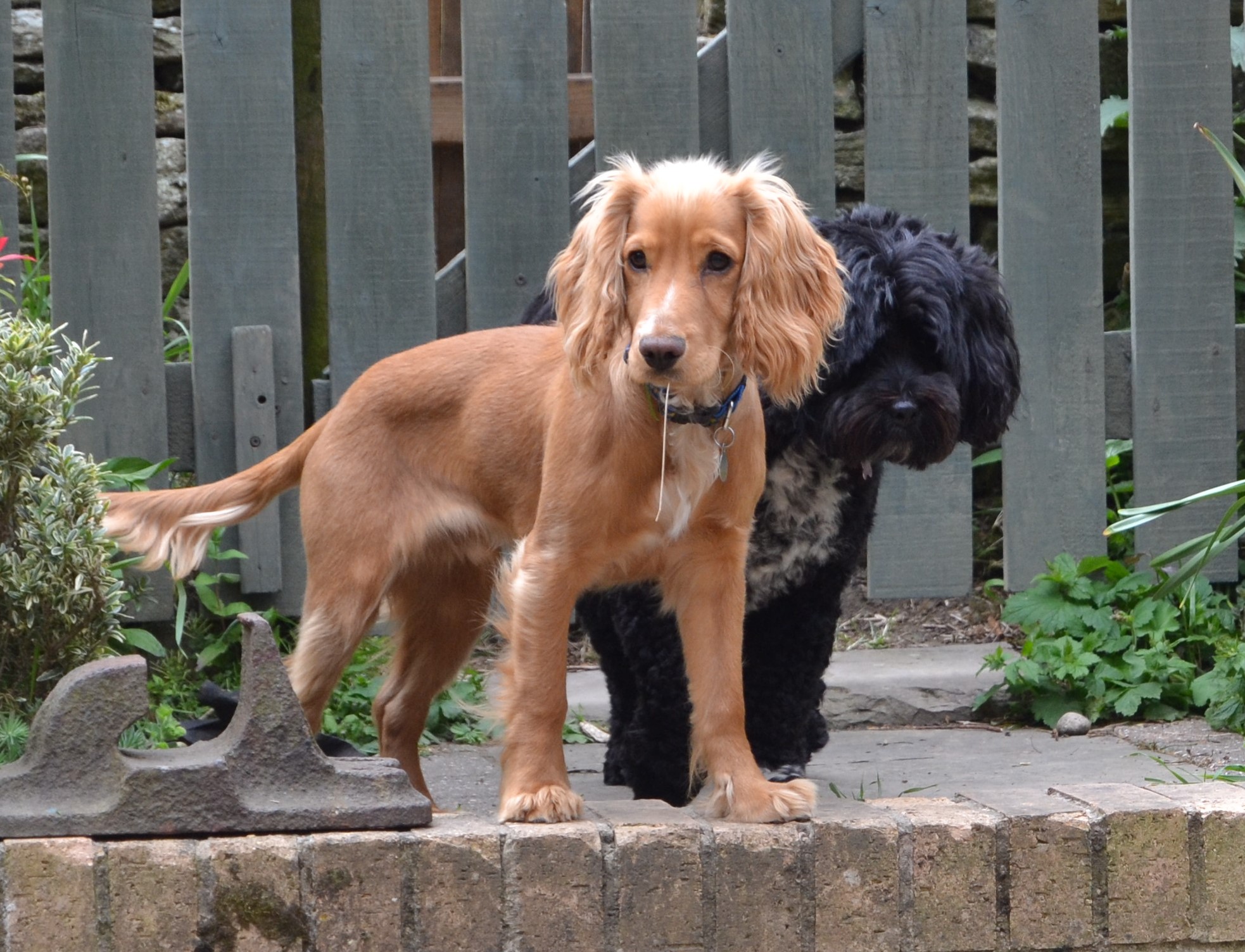 PUPPY & ADULT DOG TRAINING