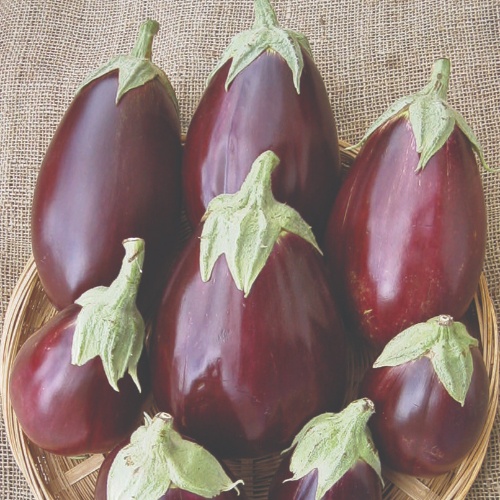 Eggplant Black Beauty Eggplant Black Beauty