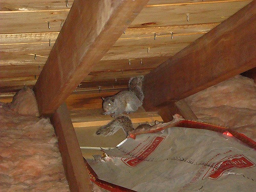 Squirrels In Attic