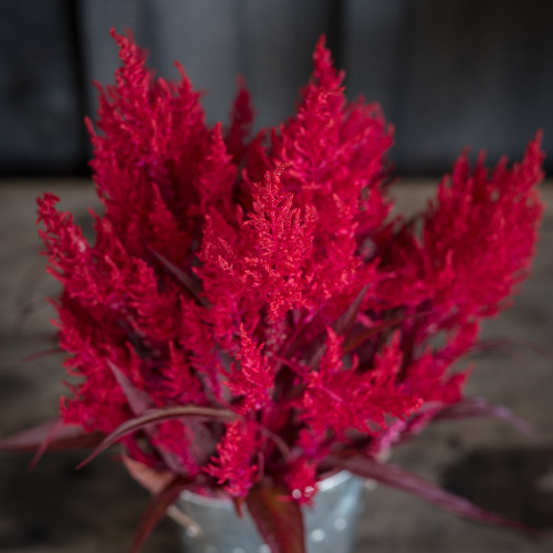 Twilley Seed Celosia Twilley Seed Celosia