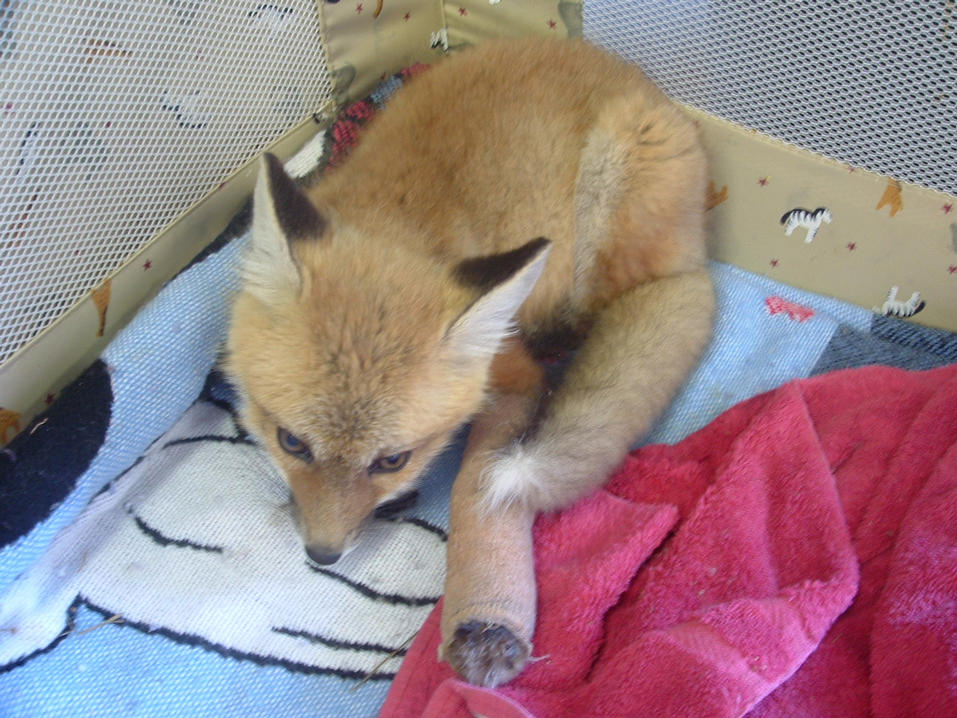injured baby fox