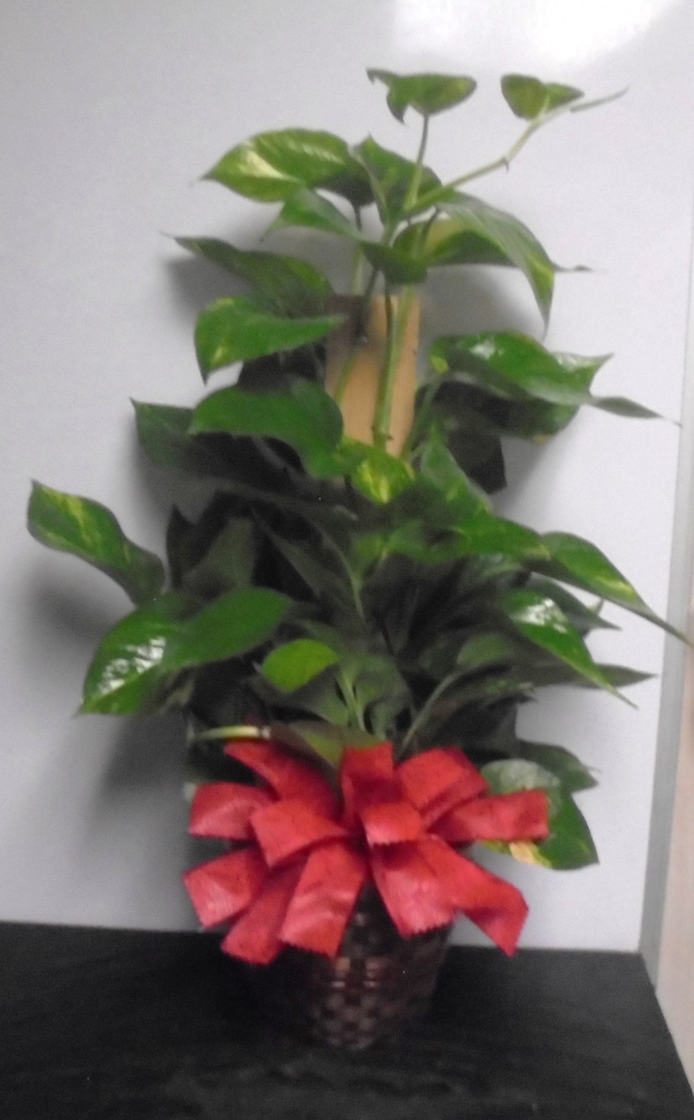 (16) "Totem Pole" Plant
$45.00