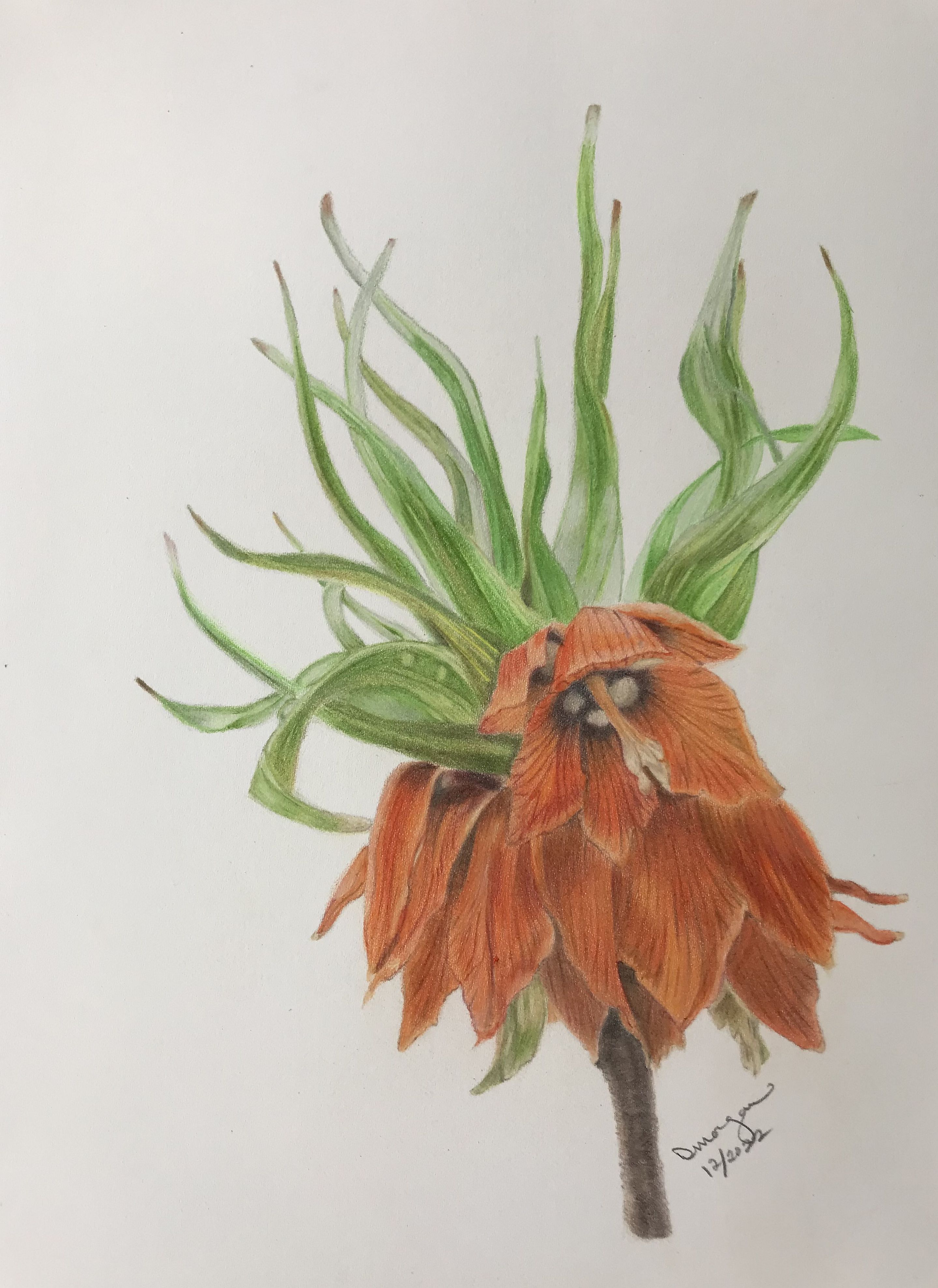 Crown Imperial
9x12
Hot Press Watercolor Paper