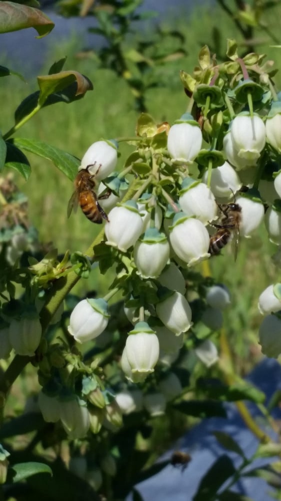 Honeybees at work 