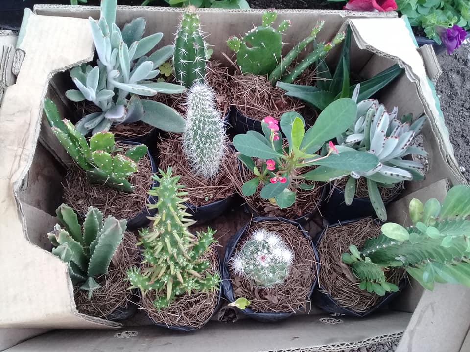 Variedad de cactus y suculentas