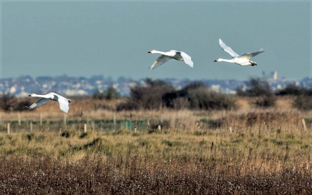 Bewick's Swans in flioght
