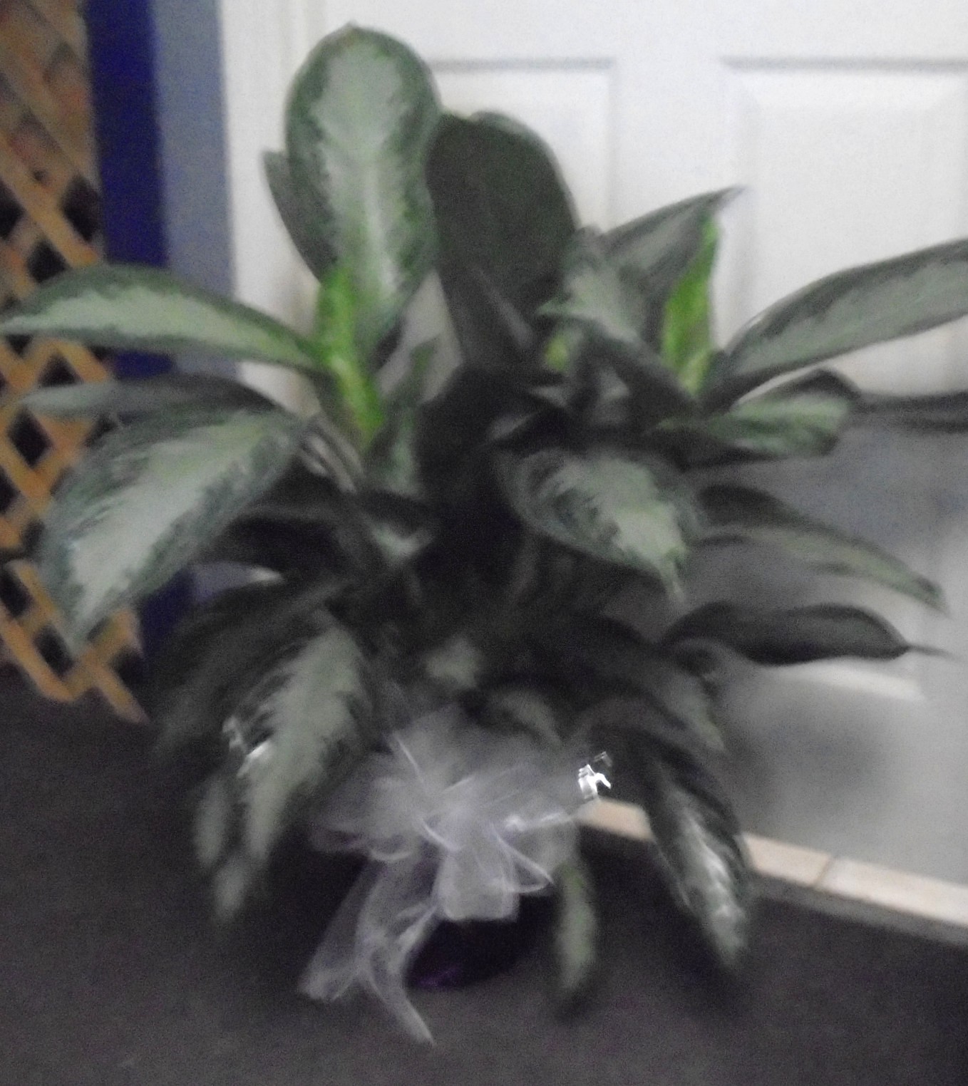 ) (22) "Chinese Evergreen" Plant
$80.00