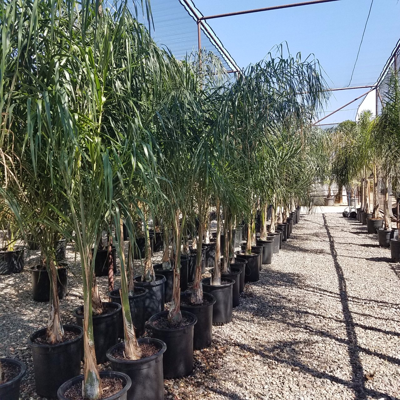Pacific Palms Nursery Home