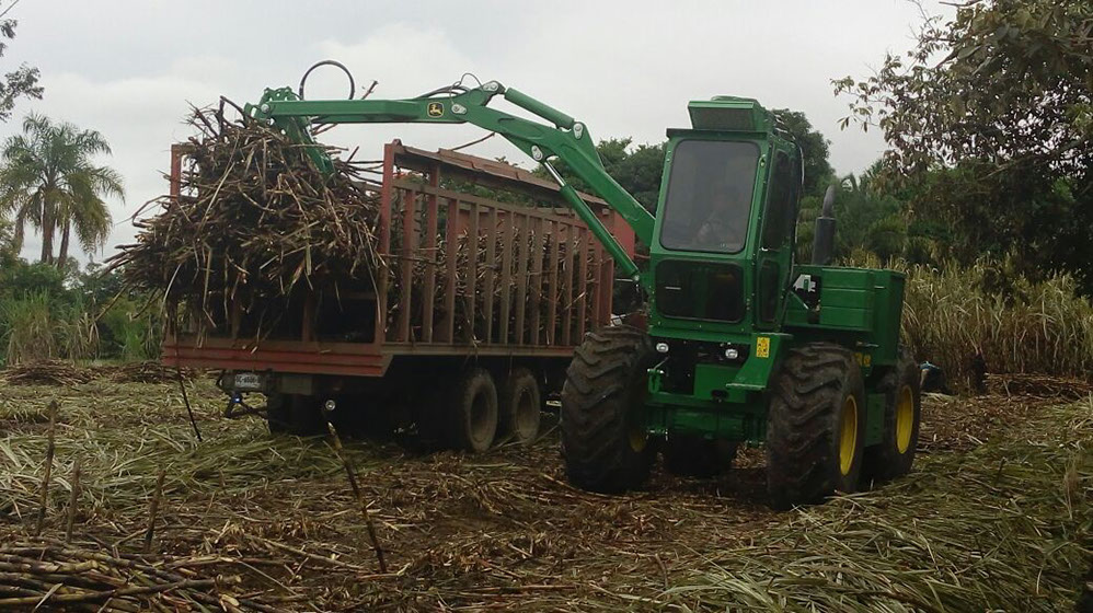 Unión Local de Productores de Caña de Azúcar CNC del Ingenio Alianza Popular A.C. - Cosecha de Caña