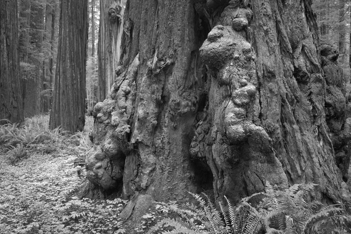 Humboldt Redwood Burl