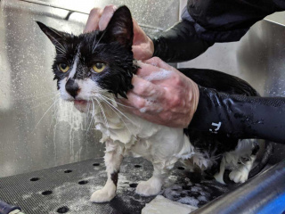 Bathing a Cat
