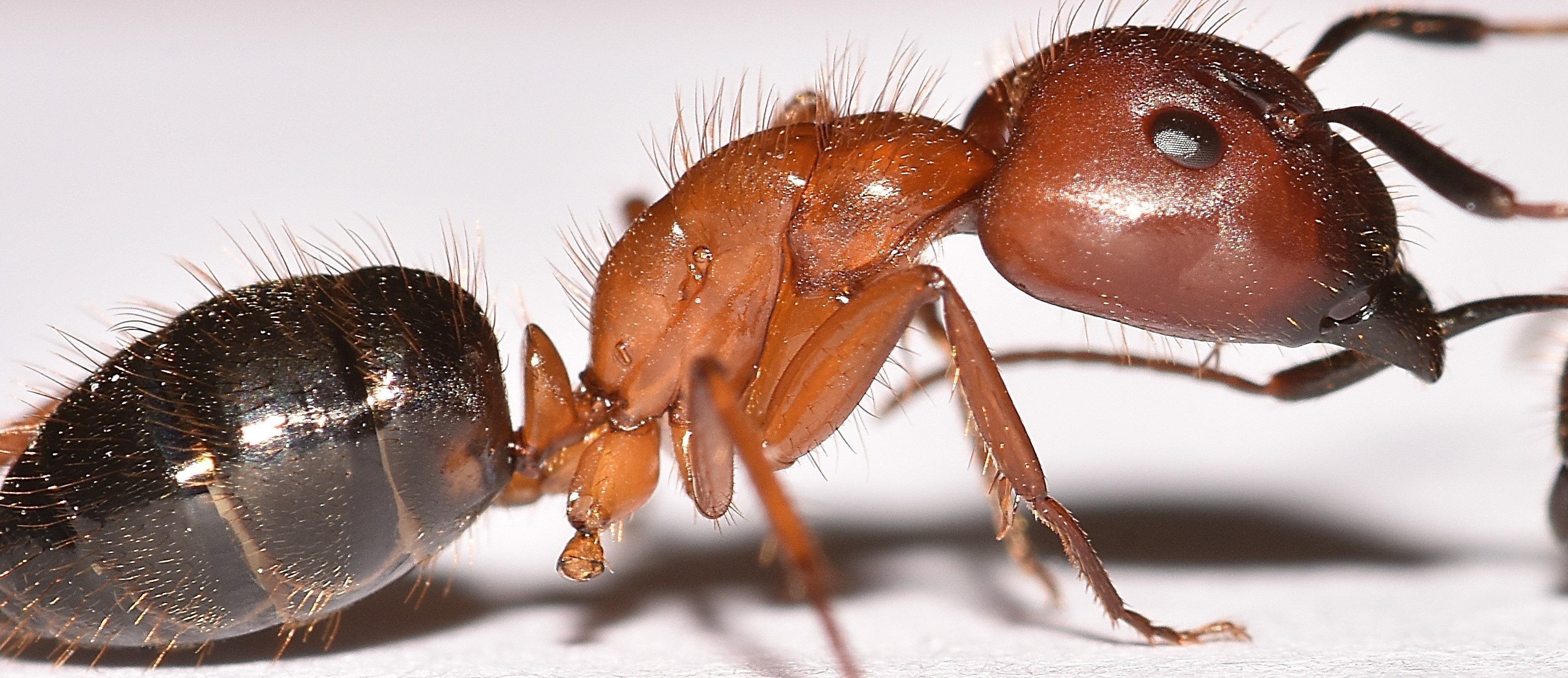 Sureshot Pest Control Llc Pest Control Service Pest Problems