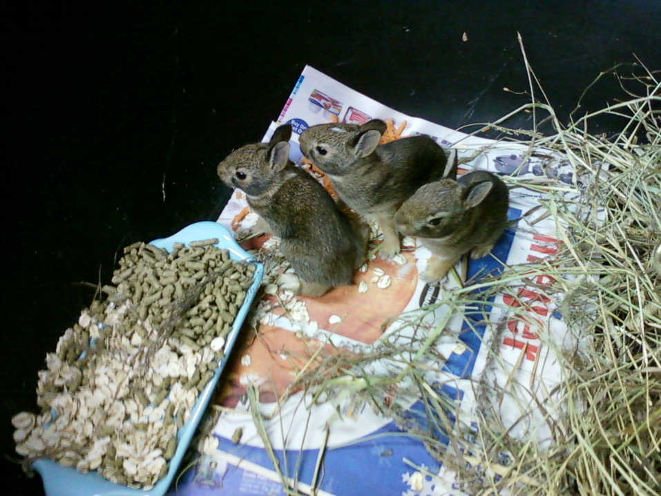 baby rabbits ready for release