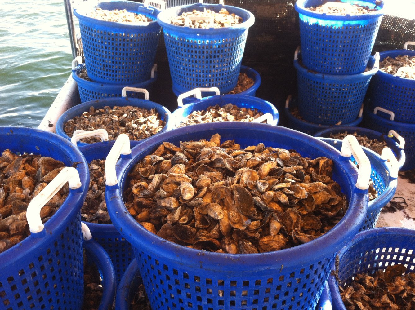 11-4-12
WE HARVESTED 50 BASKETS OF 1"+ OYSTER SEED FROM OUR SUBMERGED LEASE