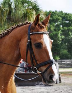 Animal Veterinarian Animal Veterinarian